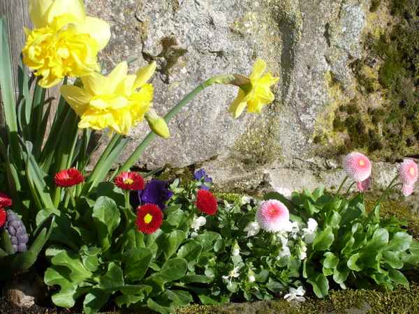 Fruehlingsblumen_1