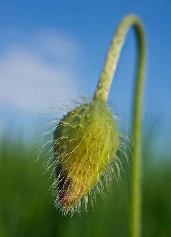 Klatschmohn