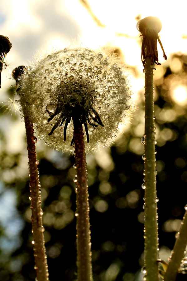 lichtgestalt