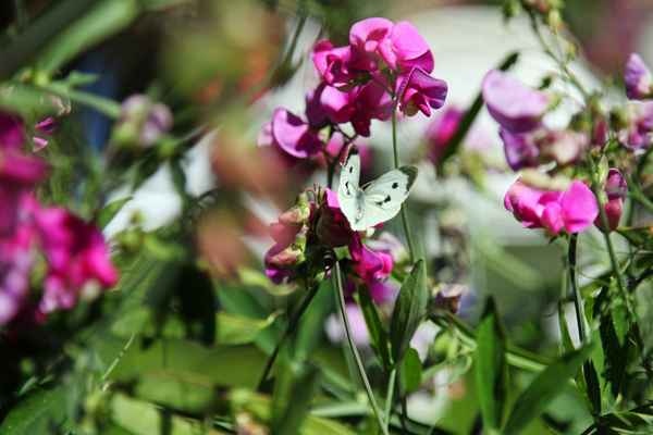 Schmetterling in Wickenblüten