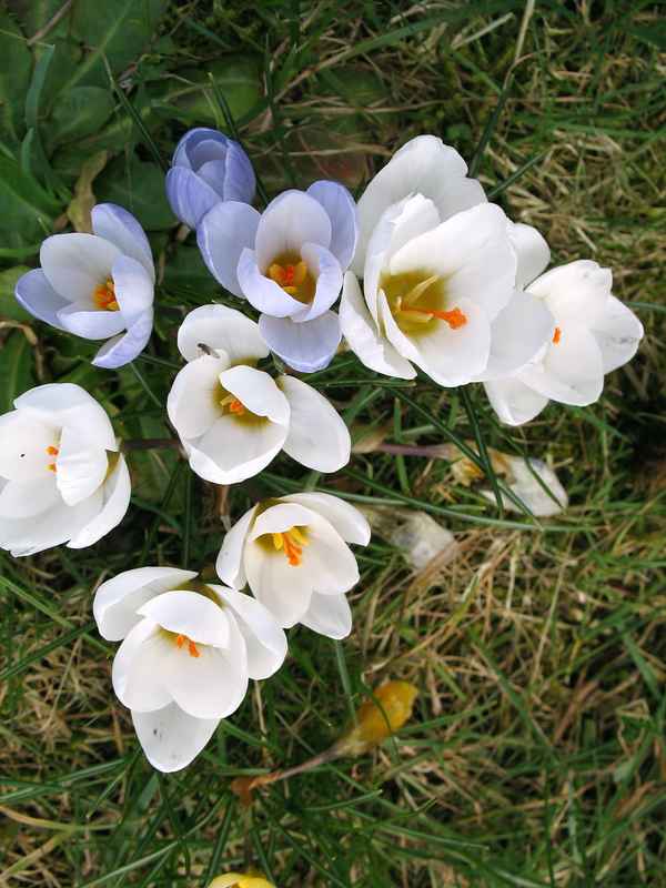 Gruppe weisser Krokusse