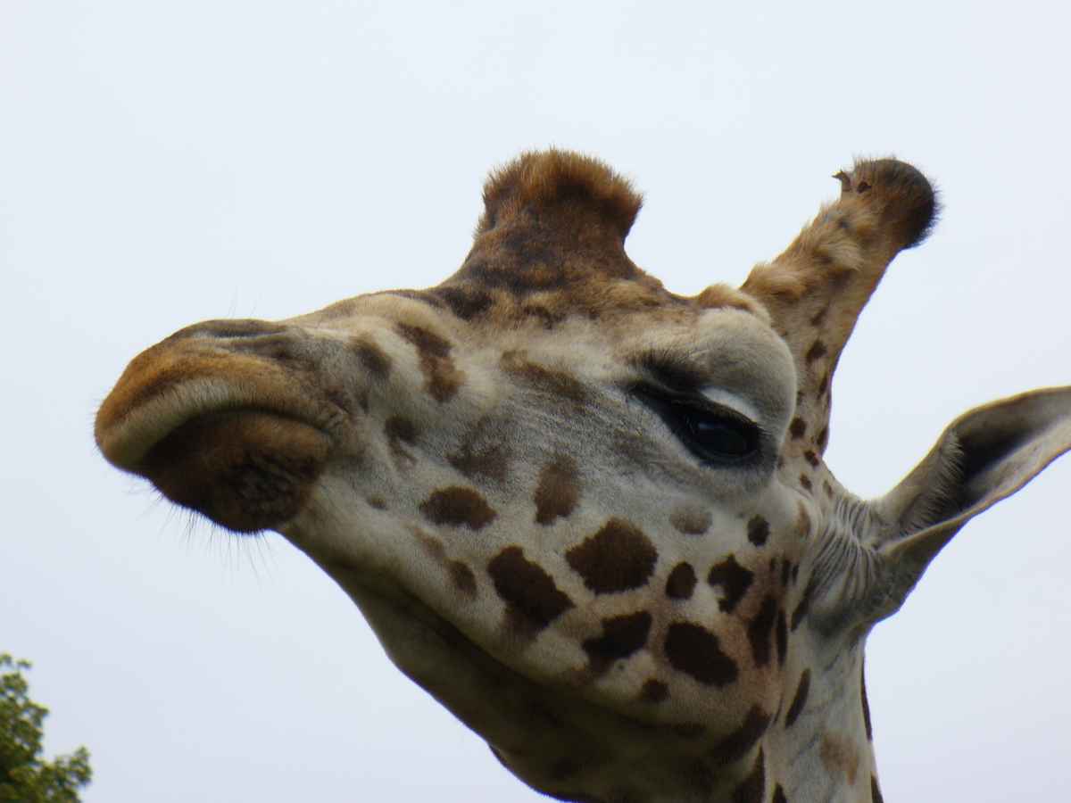 Giraffe