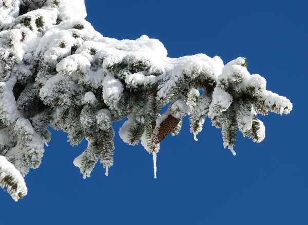 Ueberzuckerter Weihnachtsgruss