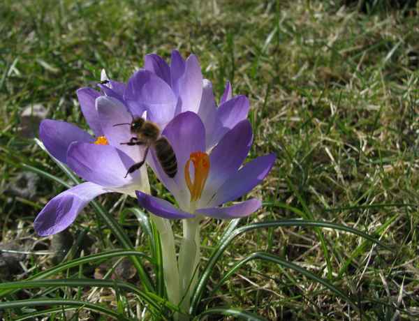 Krokus mit Biene