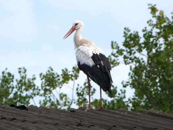 Storch auf dem Dach