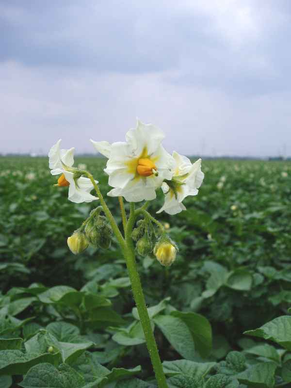Kartoffelblüte