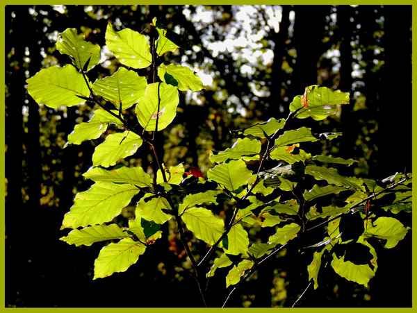 Herbstlaub im Gegenlicht