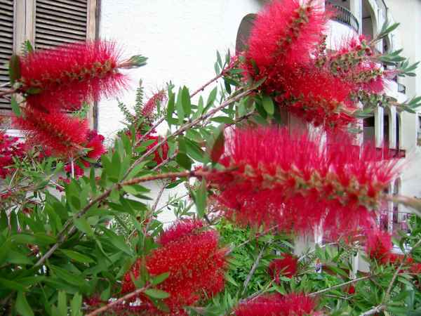 Wer kennt sie? Australischer Lampenputzer!