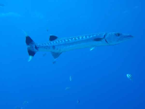 Barracuda
