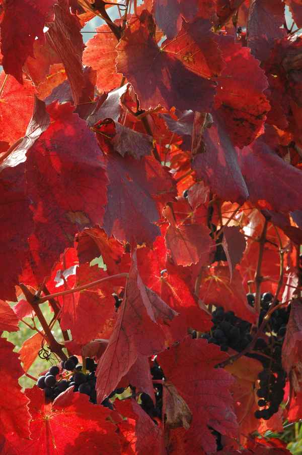 Rotes Weinlaub