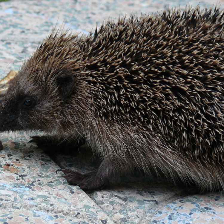 Igel