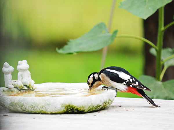 ein schluck aus der....