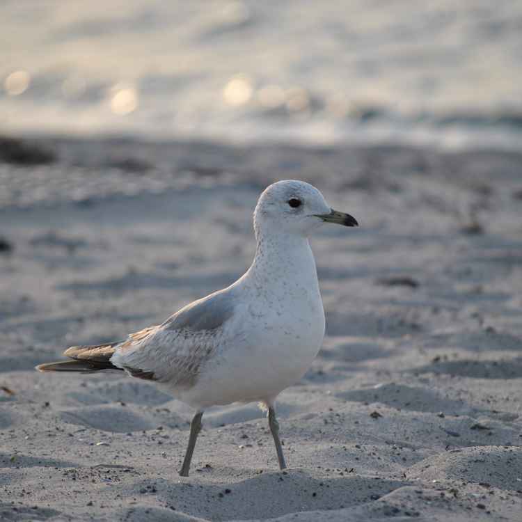 Möwe am Strand