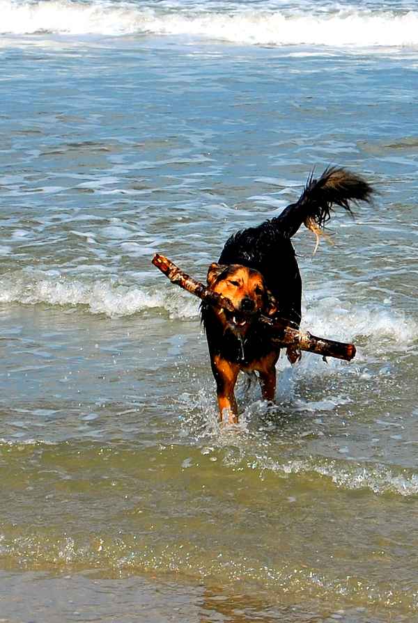 Seehund