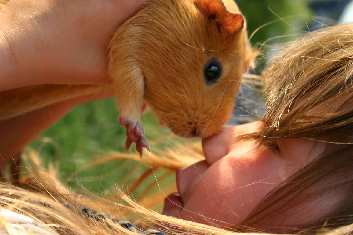 Kind mit Meerschwein