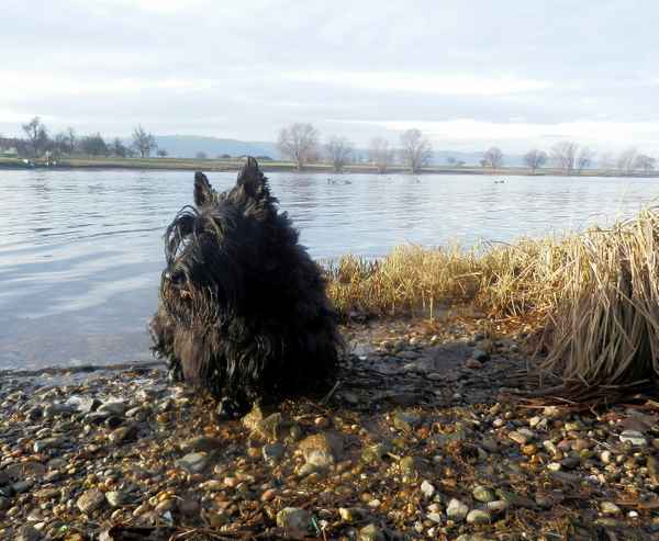 Scotti beim Winterbad im Januar