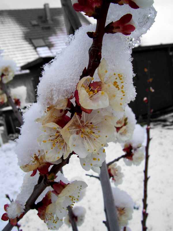 Aprikosenblüten