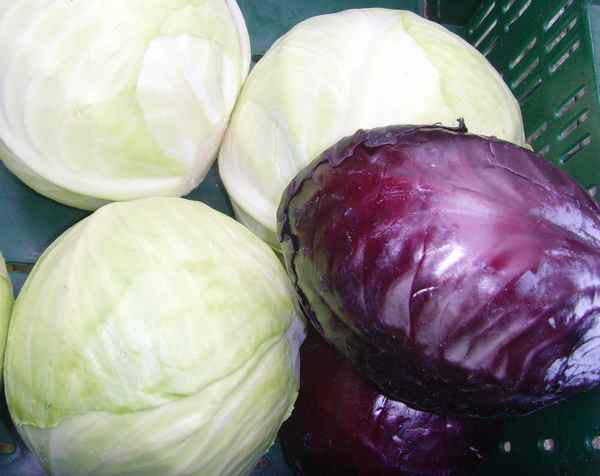 Wintergemüse Rot-Weiß