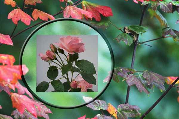 Die letzten Rosen im Herbst