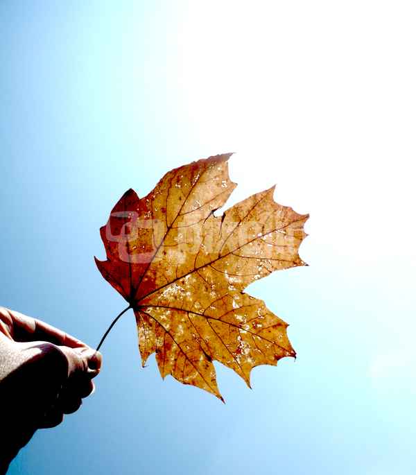 Bald ist auch das letzte Blatt gefallen