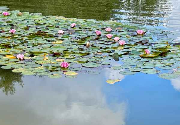 Rosa Wasserrosen im Teich