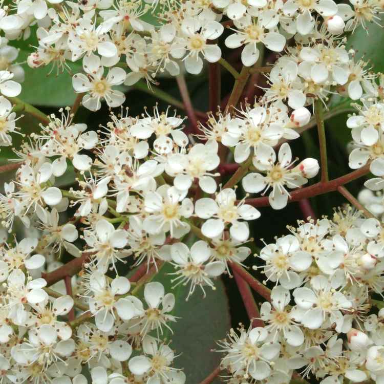 Holunderblüten