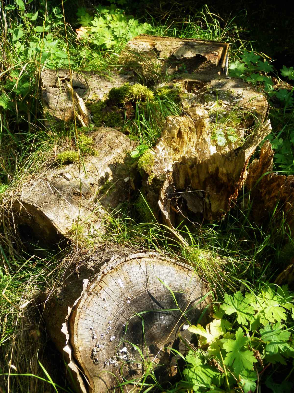 Totholz im naturnahen Garten