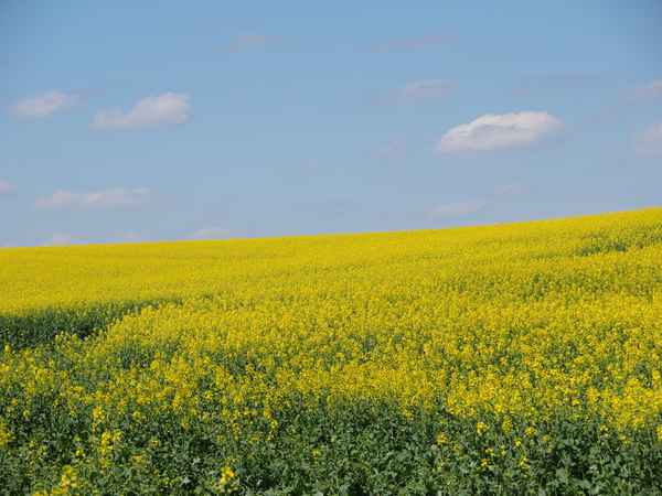 der frühlingsblüten hang