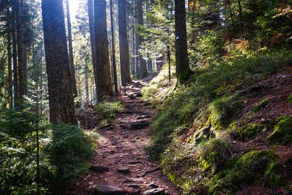 Wanderstimmung mit Gegenlicht