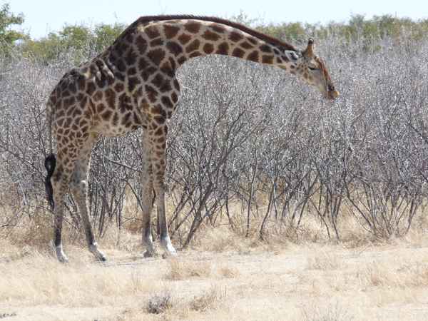 Große Giraffe