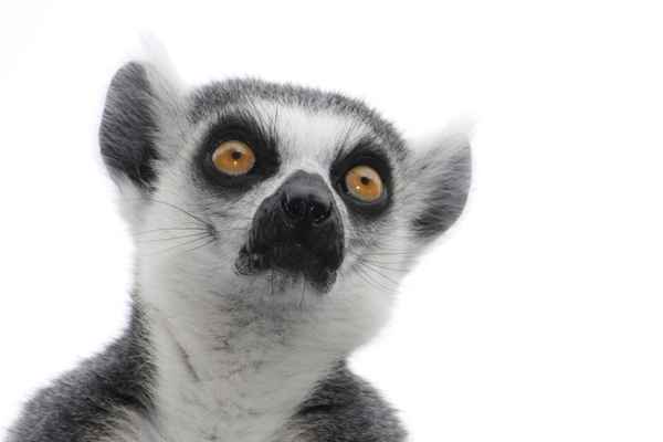 Lemur