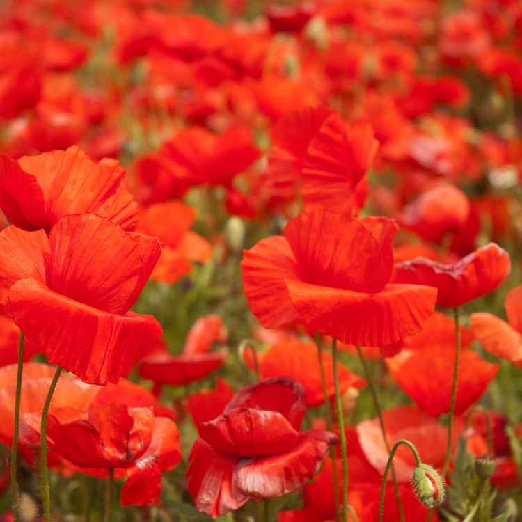 mehr Mohn geht nicht