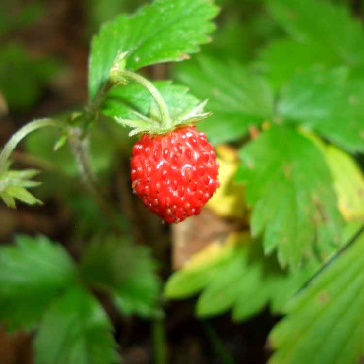 Walderdbeere