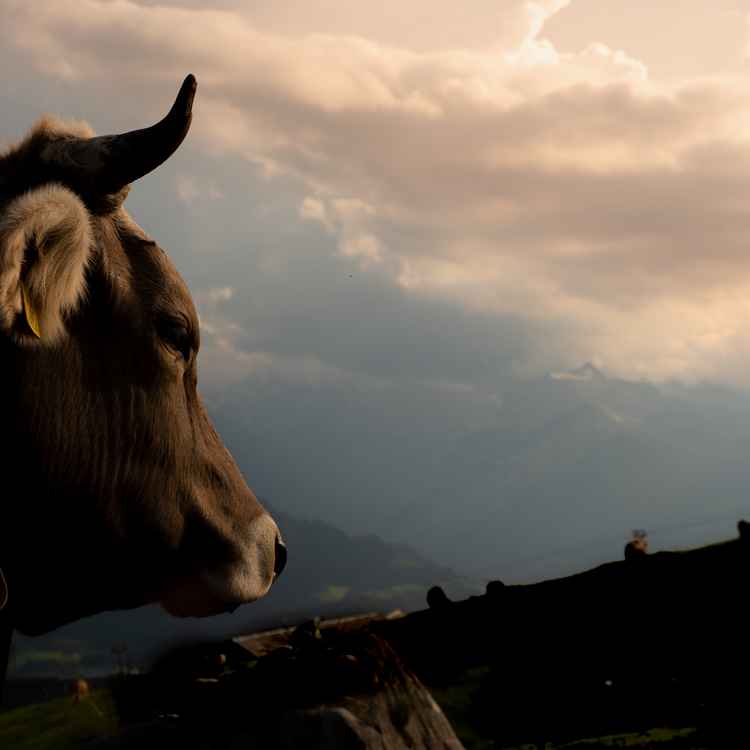 Abendstimmung auf der Alp