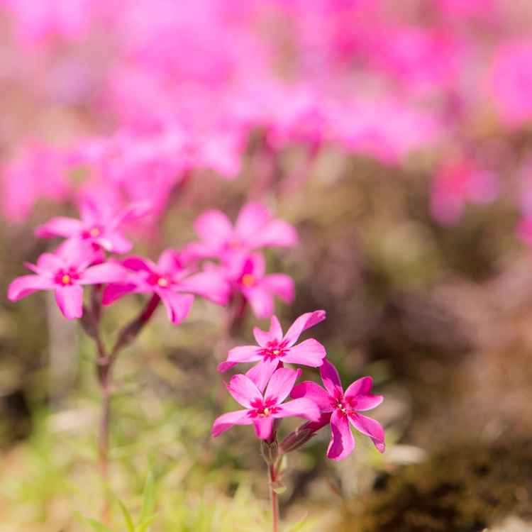 Blumen mit violetten Blüten