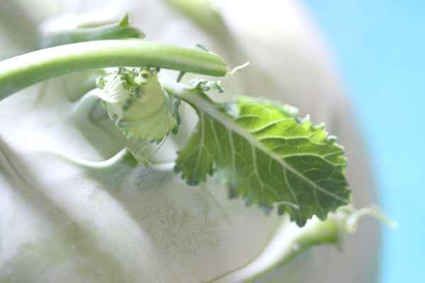 Kohlrabi