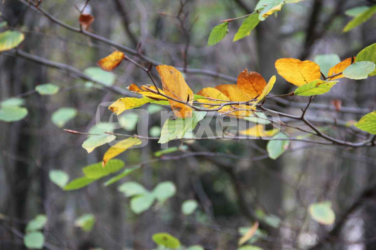 Herbstblätter