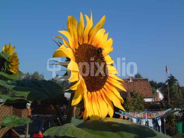 Sonnenblume im Garten