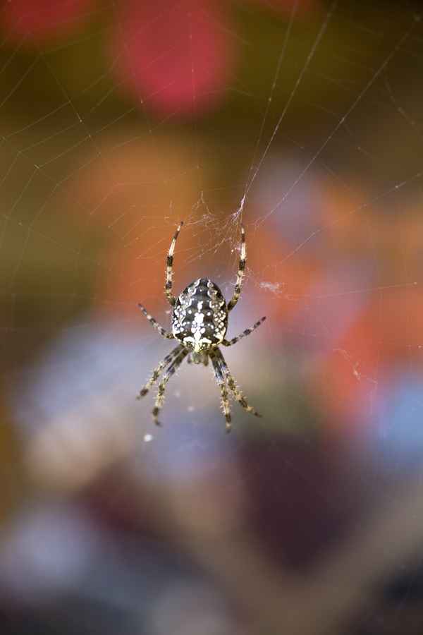 Das Netz unter Kontrokke