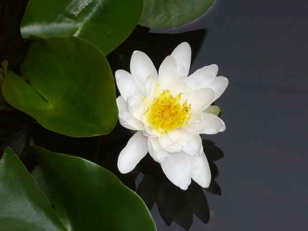 Schöne  Blume