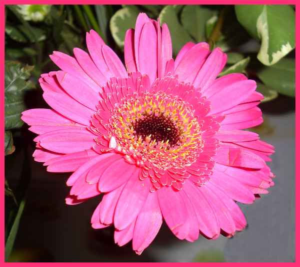 ~~ GERBERA ~~