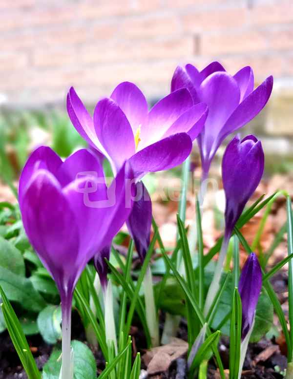 Der Frühling ist da