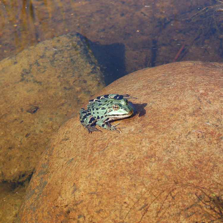 Küß mich .. ich bin ein verzauberter Prinz