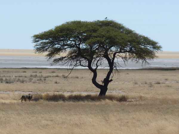 Löwen im Etosha-Nationalpark 4