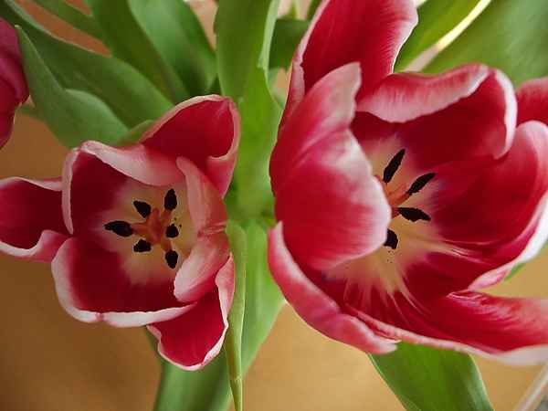 Tulpen mal anders gesehen..