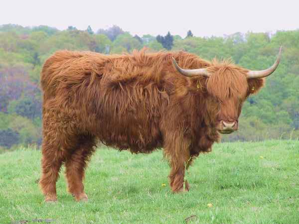 Haariges Hochlandrind