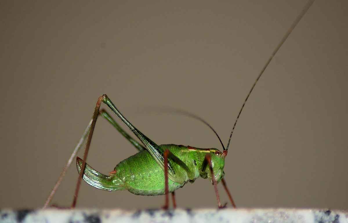 Gast am Abend
