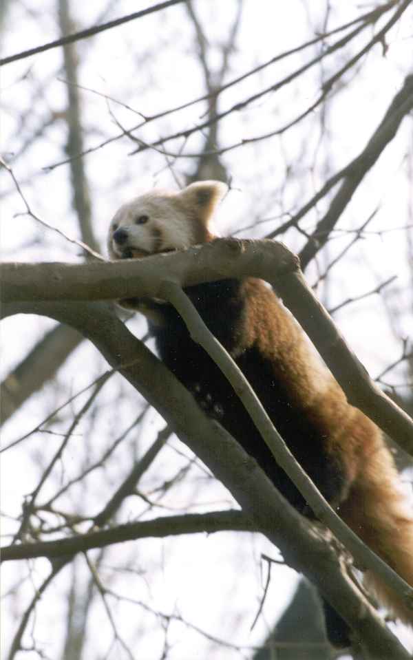 Kleiner Panda (1)