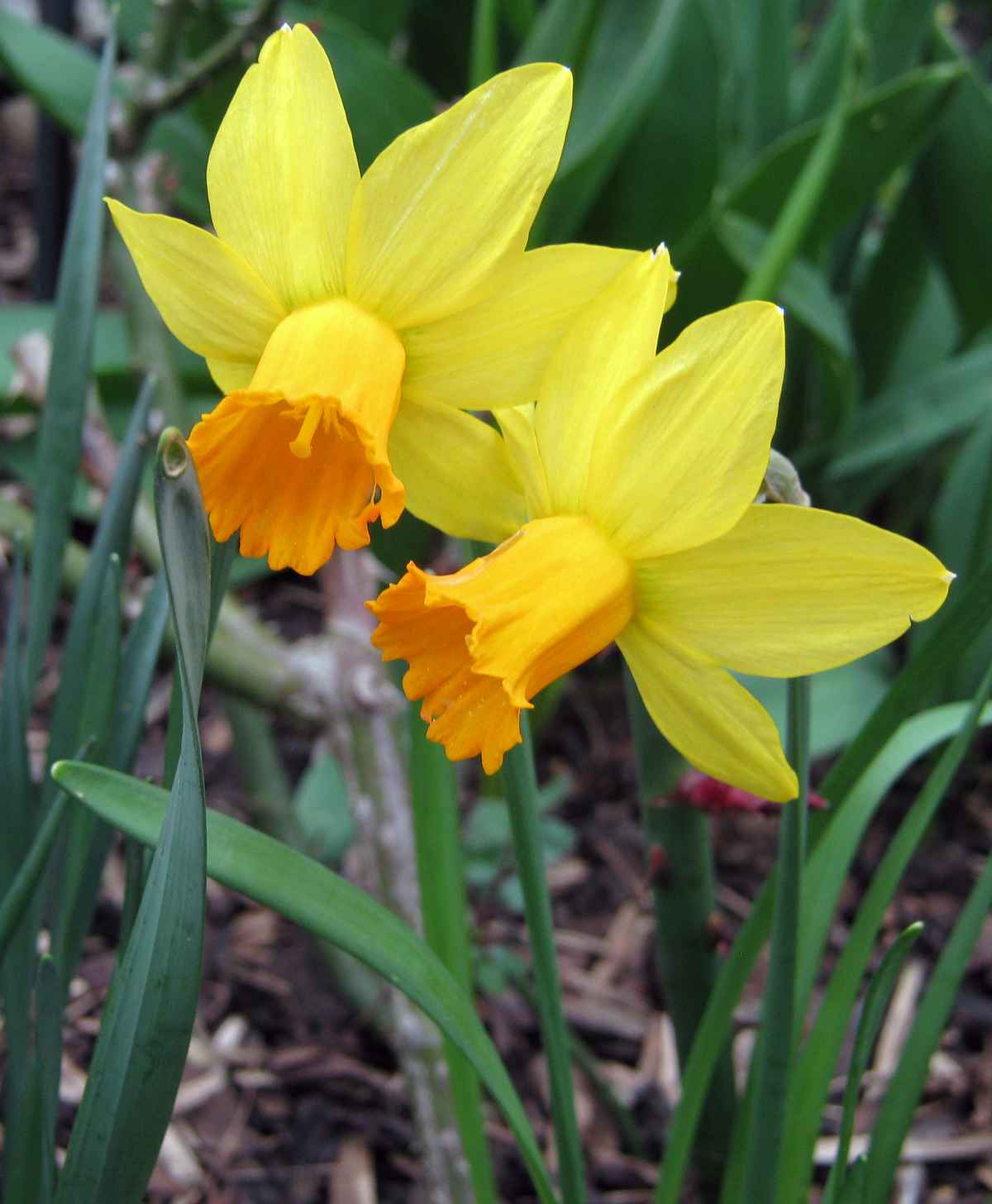 Osterglocken (Narzissen) 2020