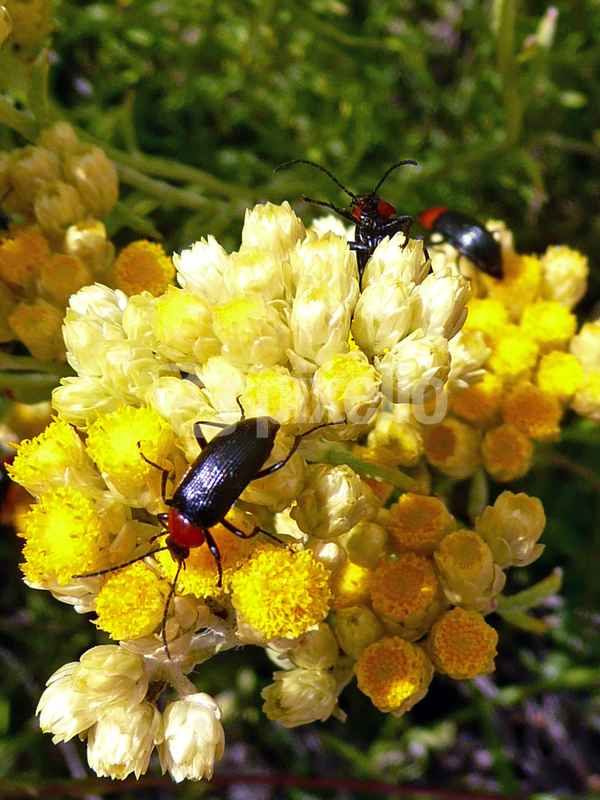 Käfer auf gelber Blüte